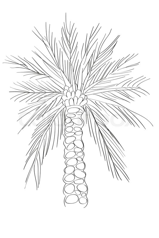 533x800 Hand Drawn Illustration Of A Palm Tree, Doodle Isolated On White