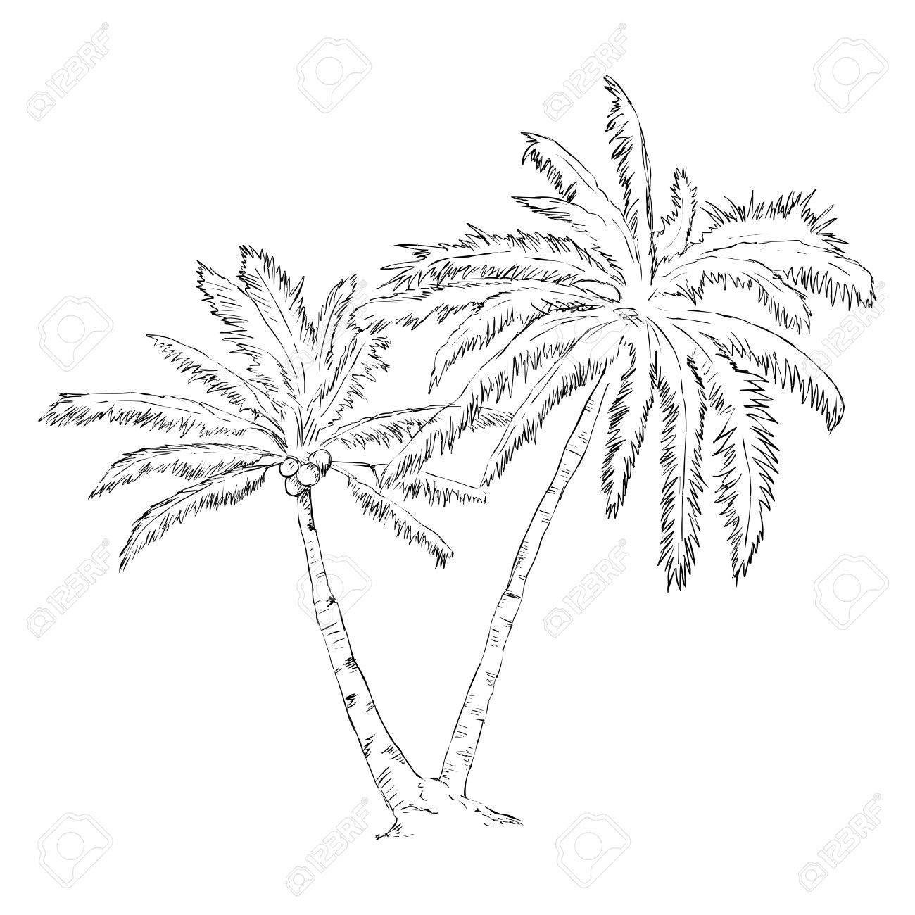 1300x1300 Vector Single Sketch Palm Tree Royalty Free Cliparts, Vectors,