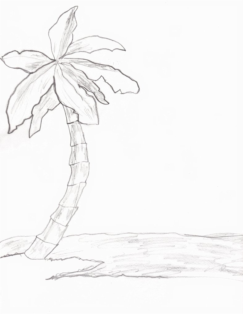787x1015 Palm Tree By Joeactor