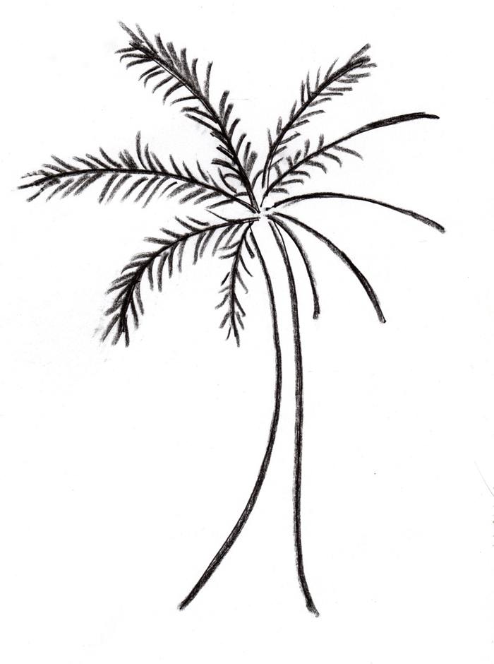 700x940 Palm Tree Drawings Clip Art Pictures Reference
