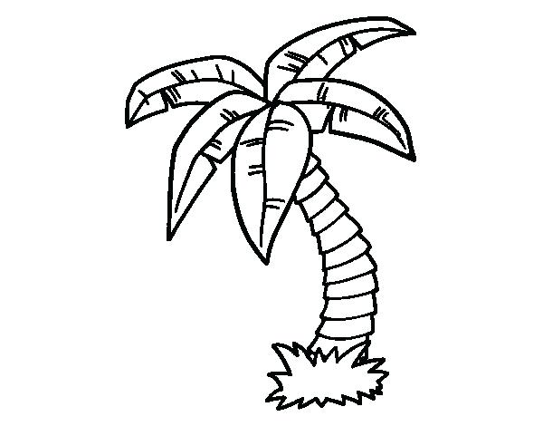 600x470 Date Palm Tree Coloring Pages Line Drawing Page Best Coloring