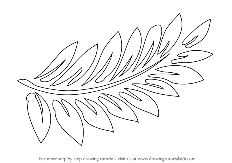 800x563 Learn How To Draw Fern Fronds (Plants) Step By Step Drawing