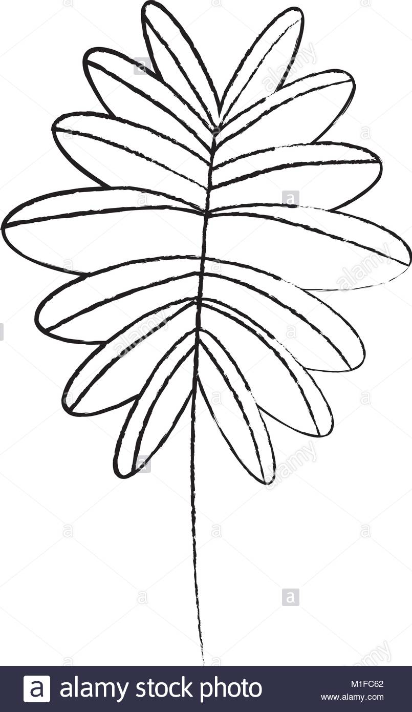 805x1390 Palm Frond Black And White Stock Photos Amp Images