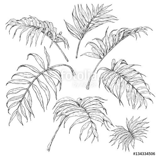 500x500 Palm Fronds Sketch Stock Image And Royalty Free Vector Files