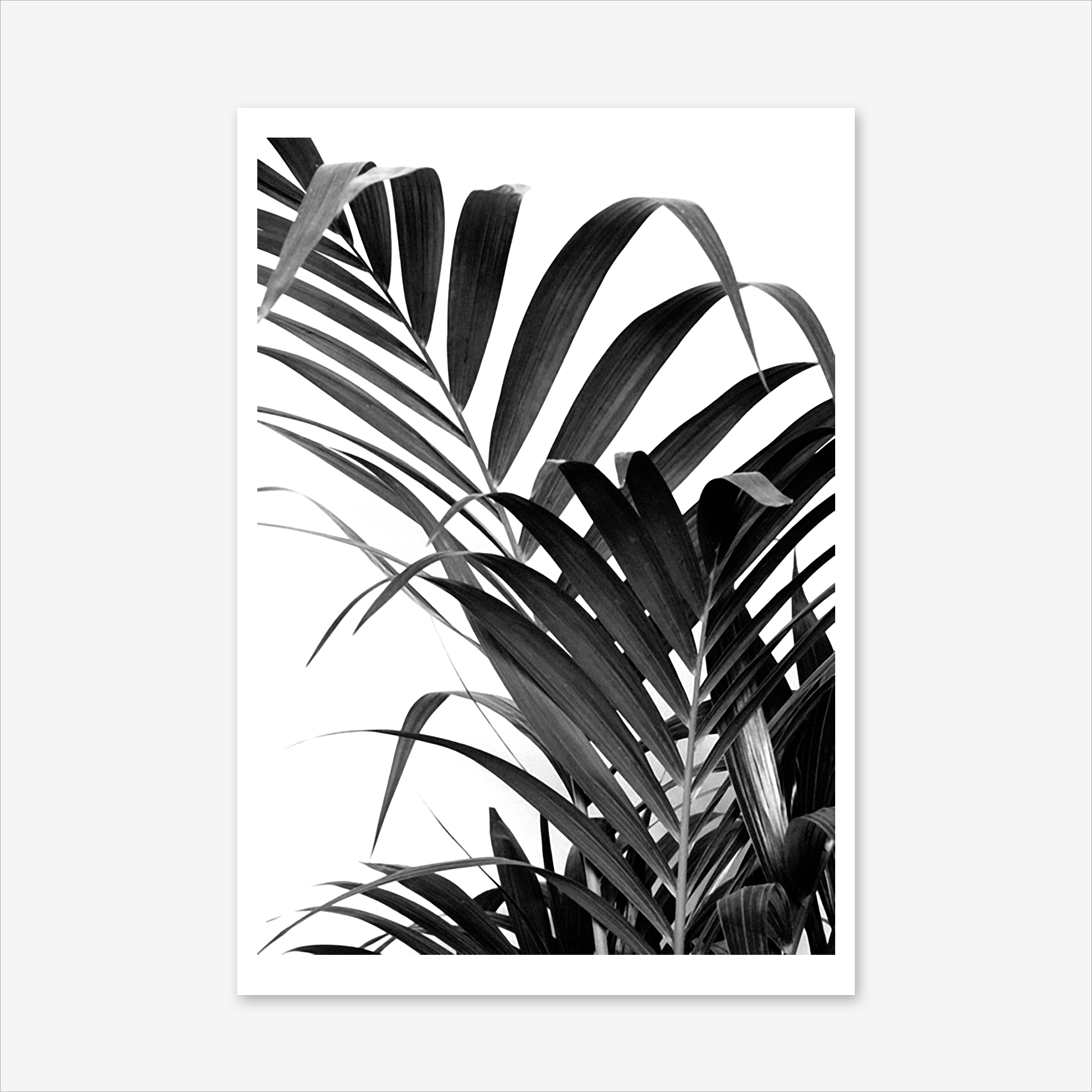 2500x2500 Palm Leaf 02 Art Print By Honeymoon Hotel