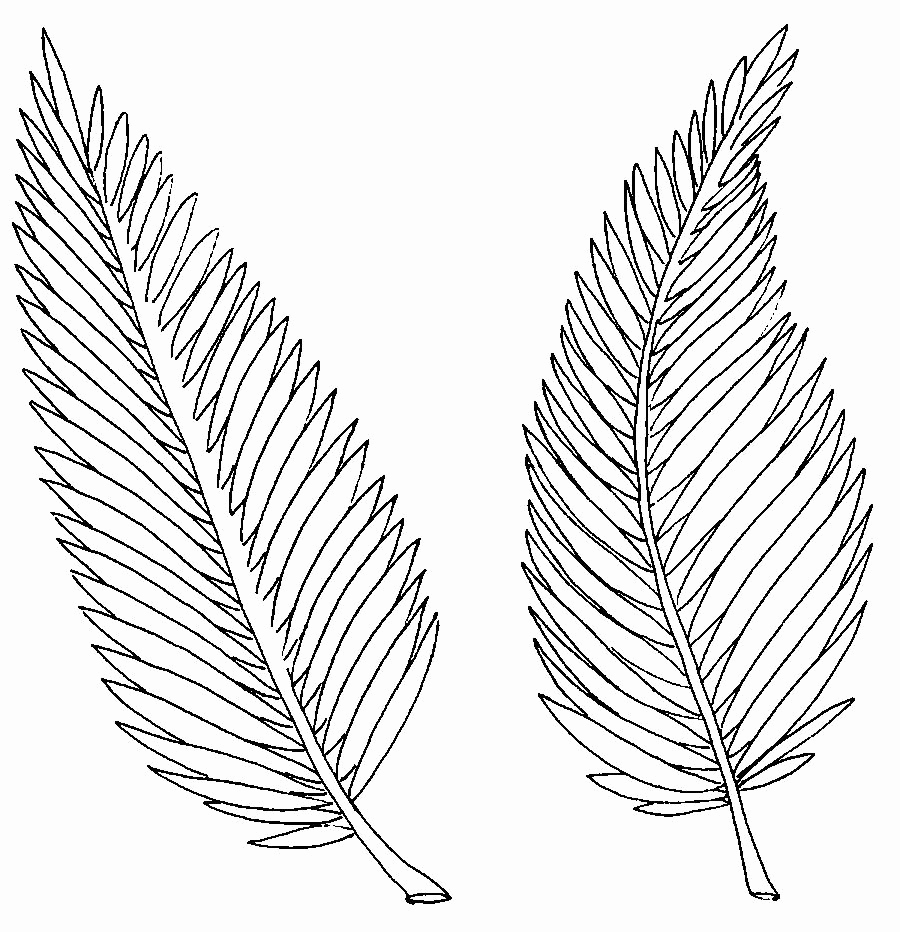 900x932 Palm Leaf Coloring Pictures