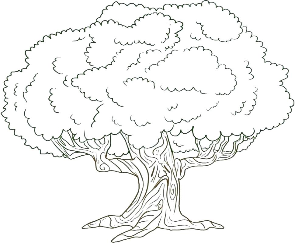 970x798 Palm Leaves Coloring Pages Coloring Pages Trees Large Size