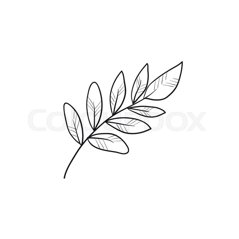 800x800 Palm Branch Vector Sketch Icon Isolated On Background. Hand Drawn