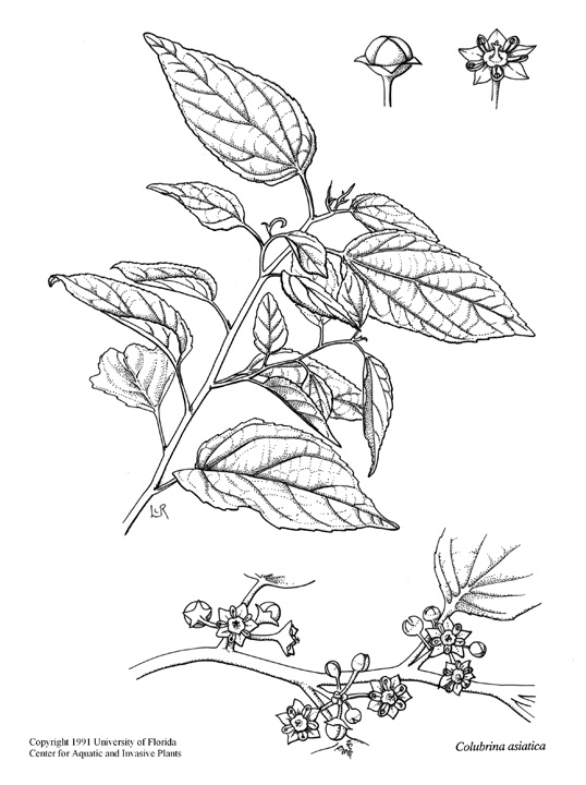 538x720 Drawn Plant Leaf