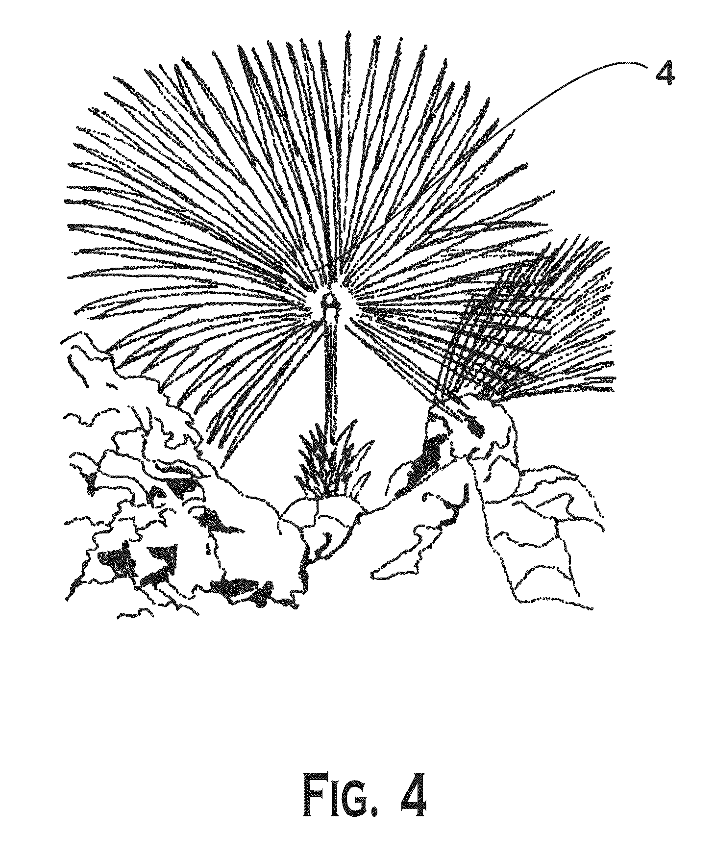 1459x1748 Palm Fronds Drawings