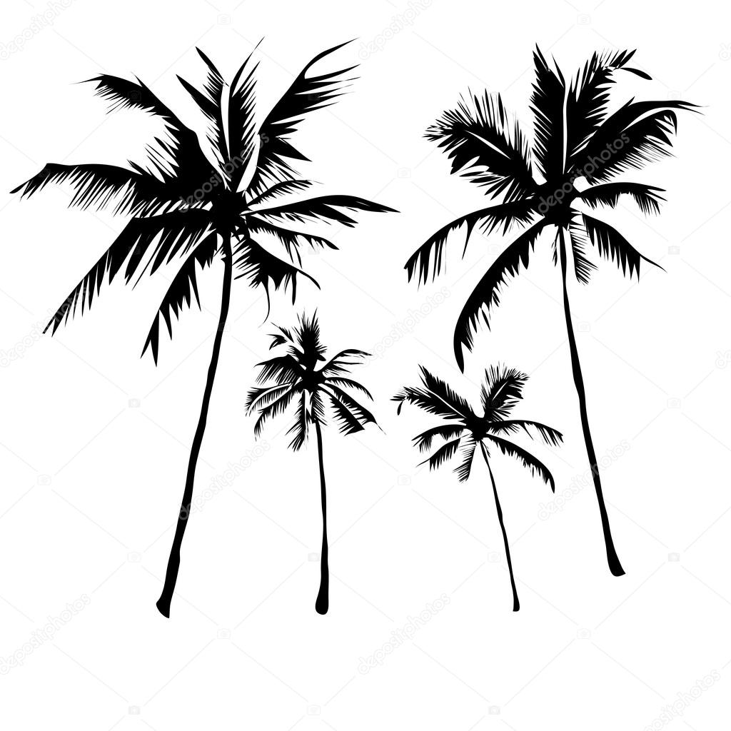 1024x1024 Tropical Palm Trees Stock Vector Yulianas