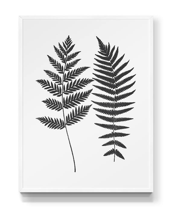 570x694 Fern Leaf Drawing Fern Leaf Stamp