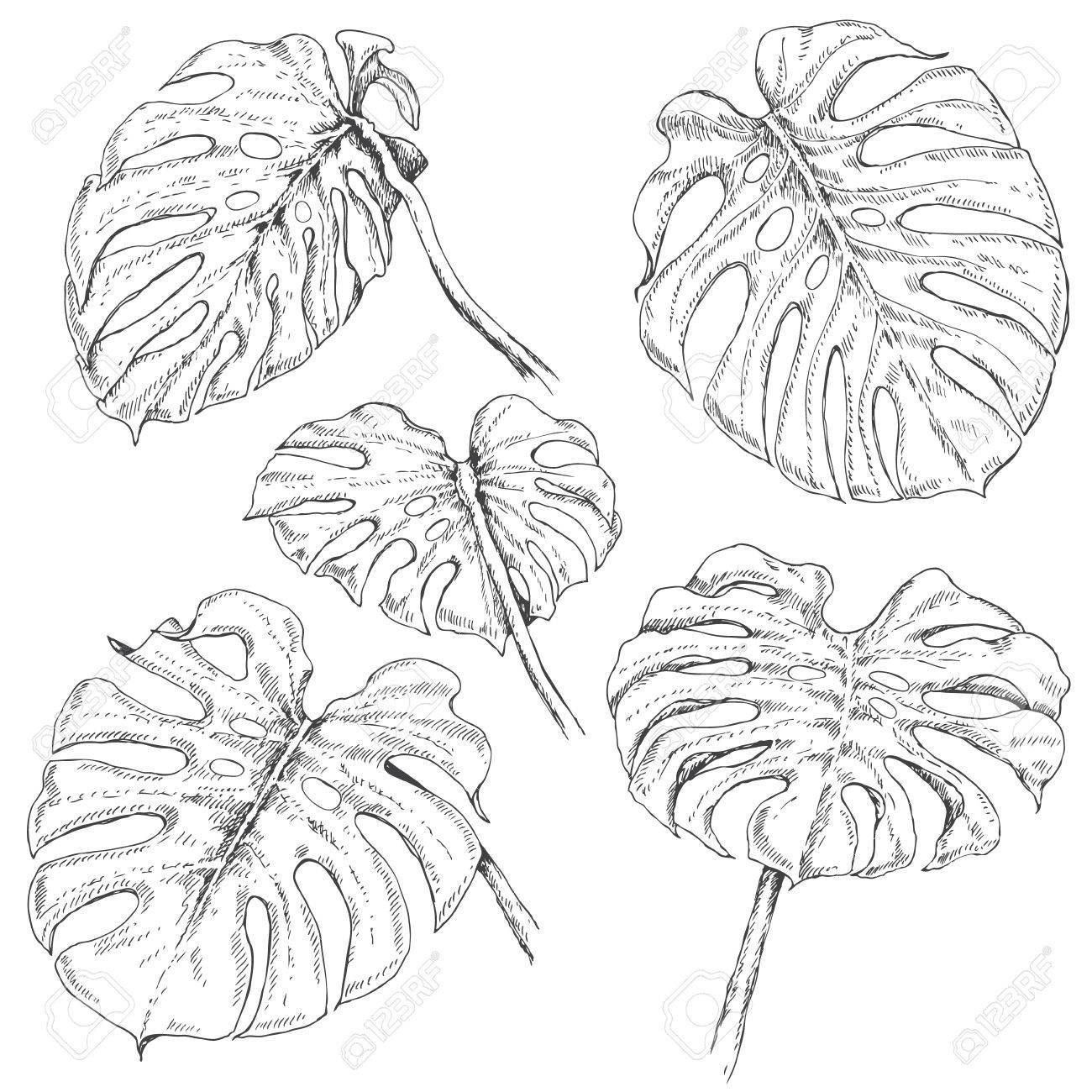 1300x1300 Hand Drawn Branches And Leaves Of Tropical Plants. Monstera Fronds