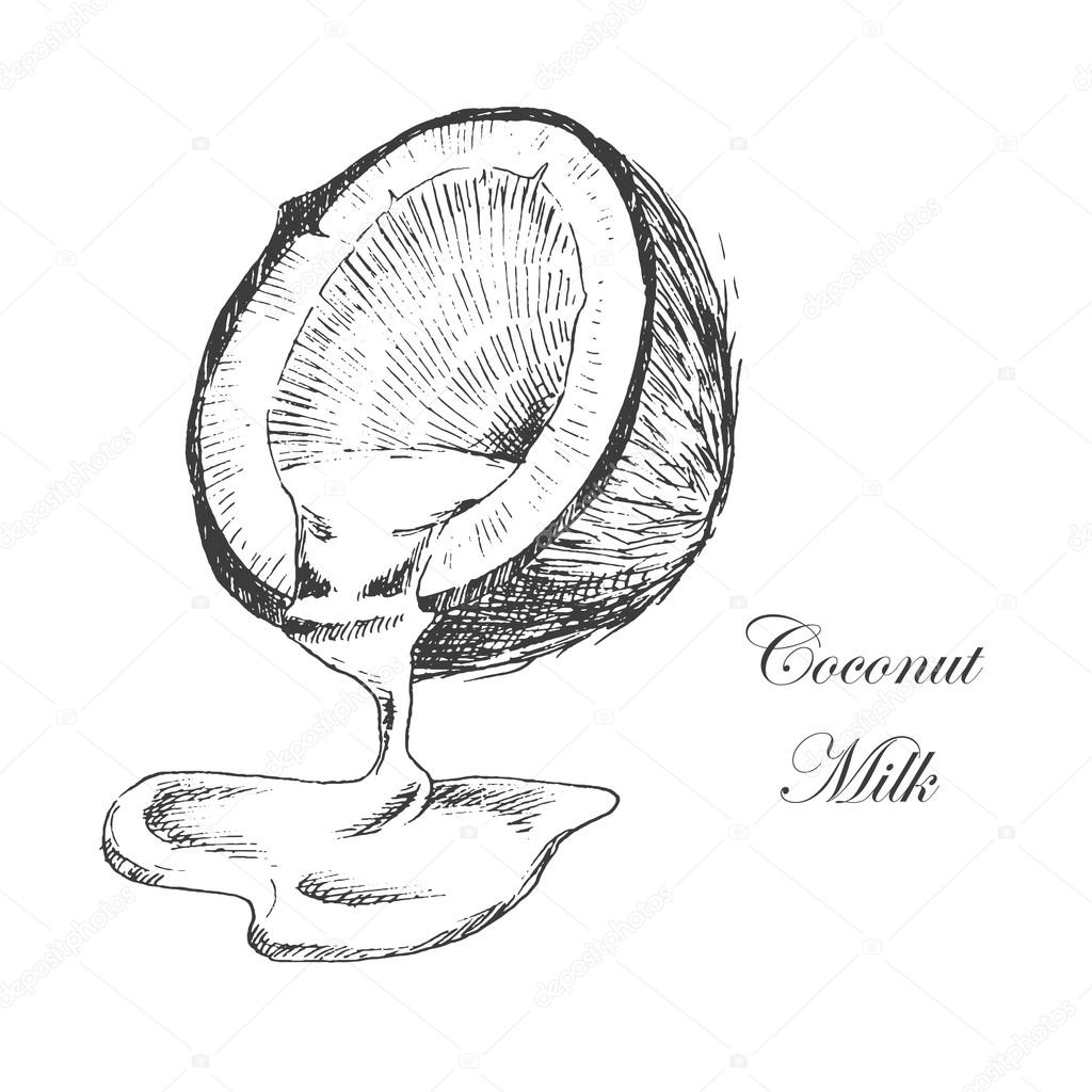 1024x1024 Vector Coconut Hand Drawn Sketch With Palm Leaf. Vintage Style