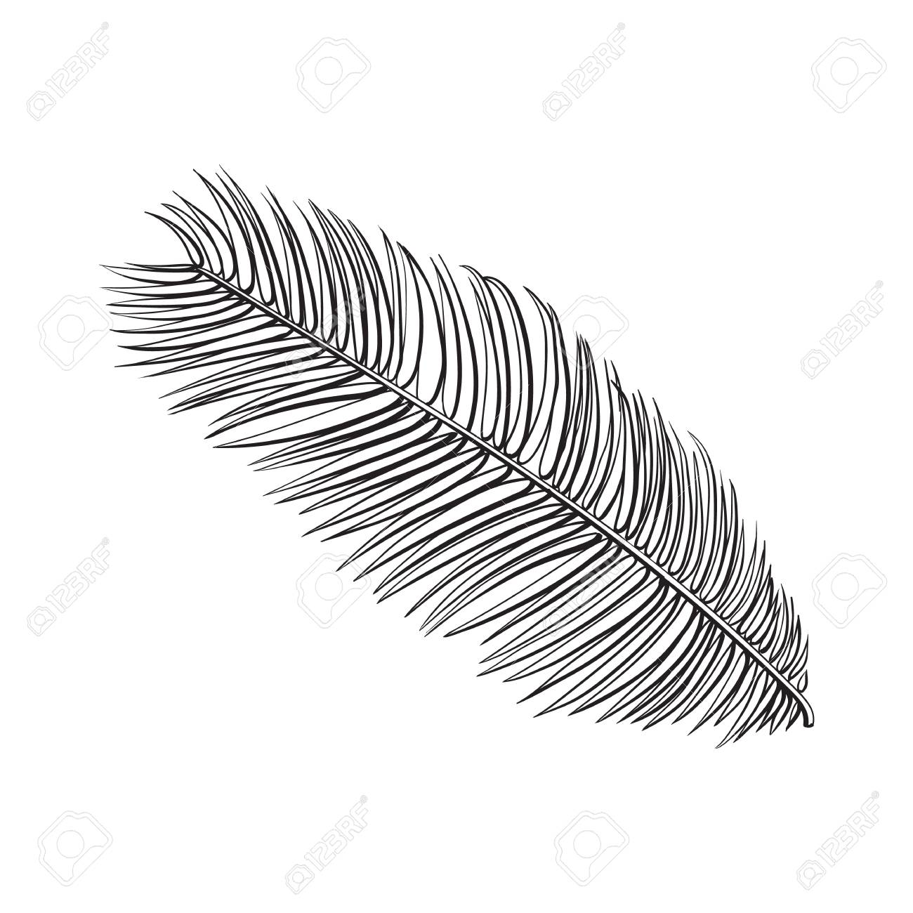 1300x1300 Full Fresh Leaf Of Sago Palm Tree, Sketch Style Vector