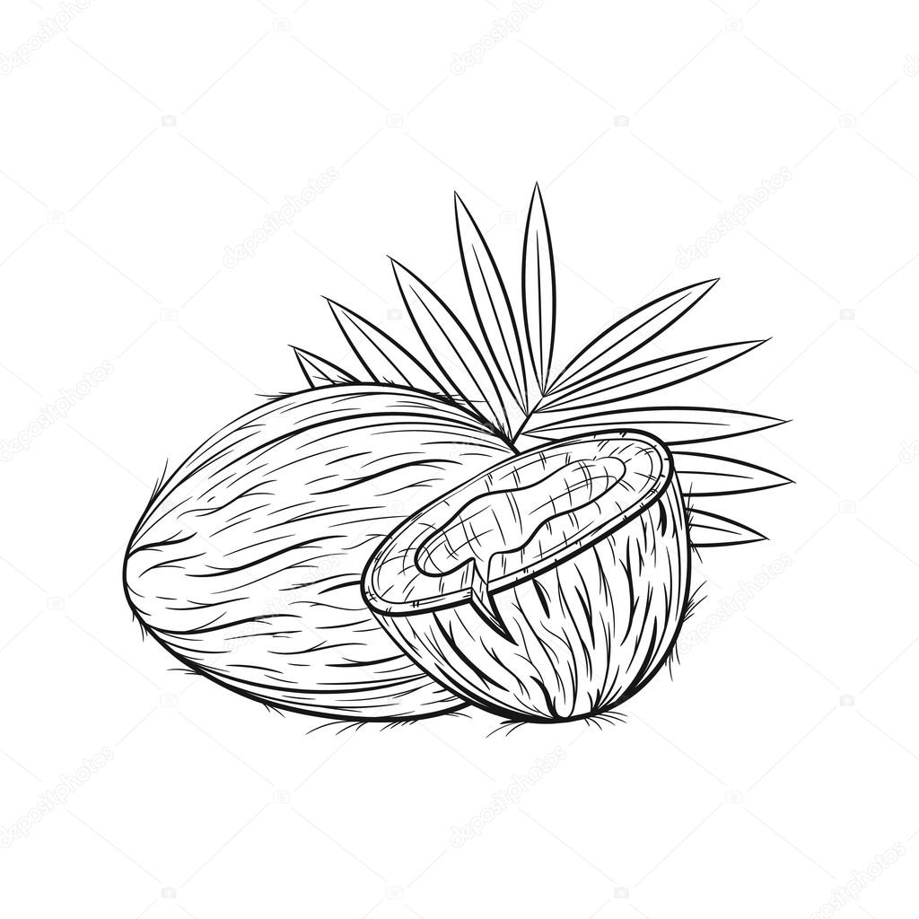 1024x1024 Hand Drawn Coconut Sketches Stock Vector