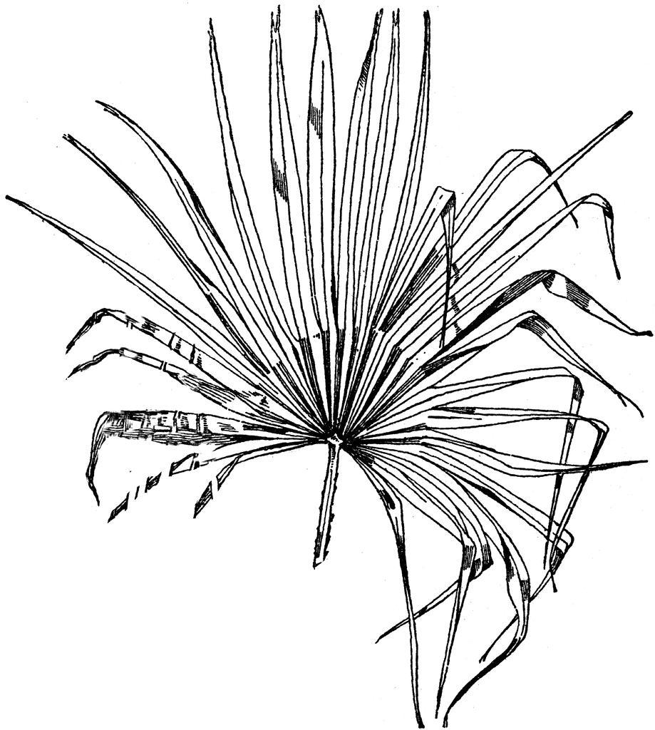 919x1024 Leaf Of A Fan Palm Coloring Book Fan Palm