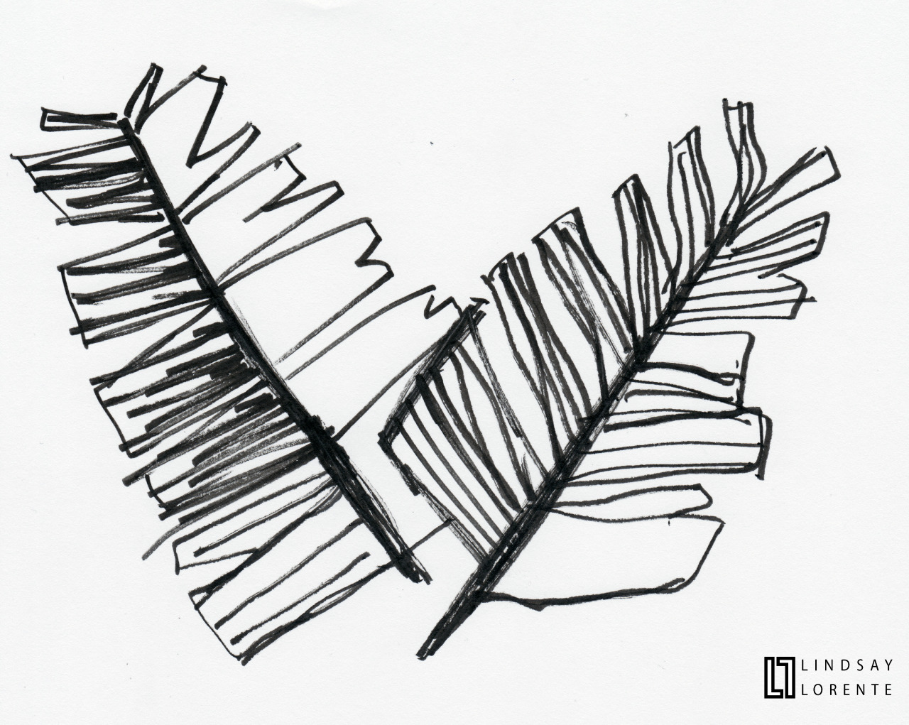 Palm Leaf Drawing Easy - Easy Palm Leaf Drawing | Bodaswasuas