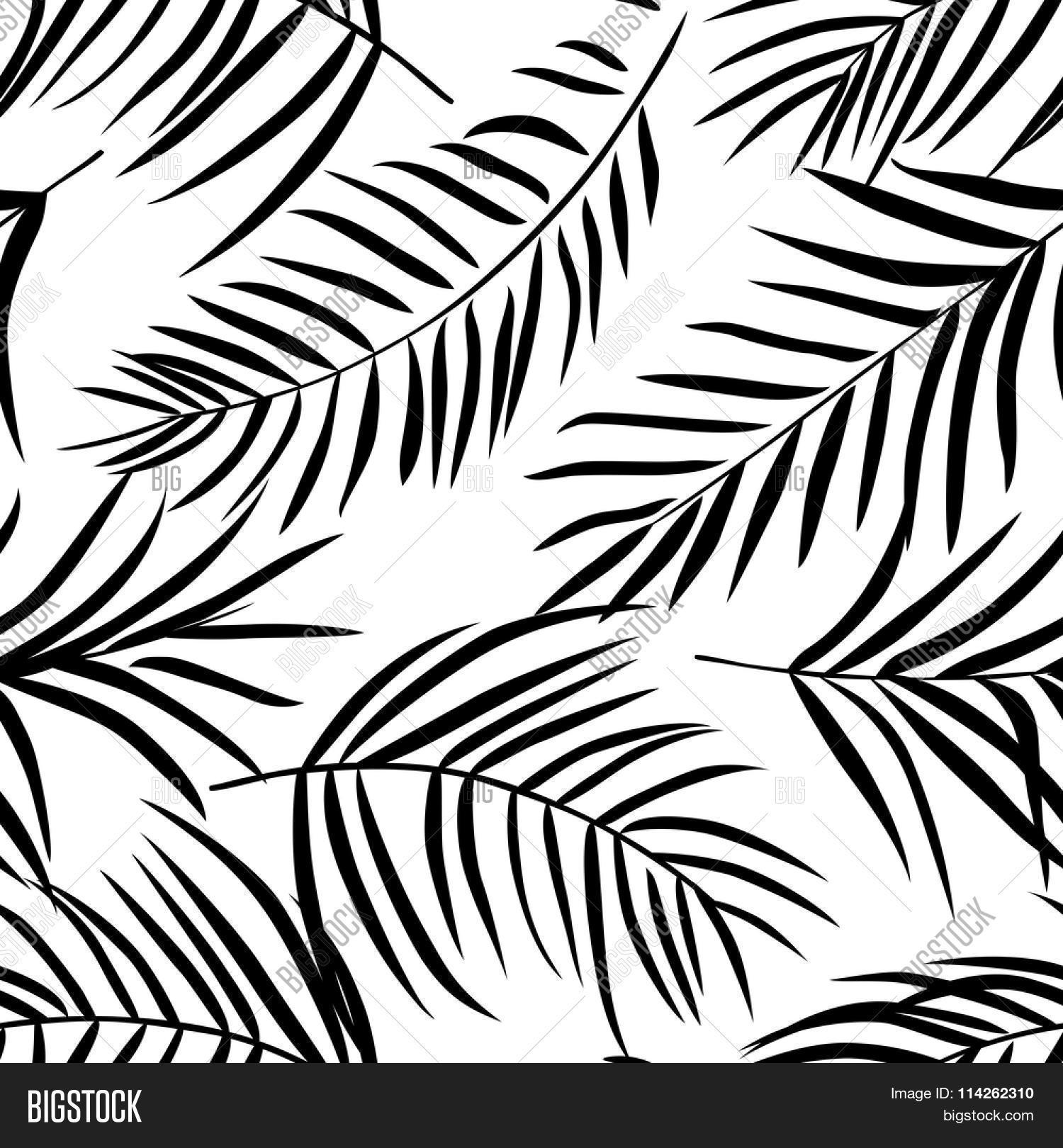 1500x1620 Tropical Palm Leaves Black White. Vector Amp Photo Bigstock