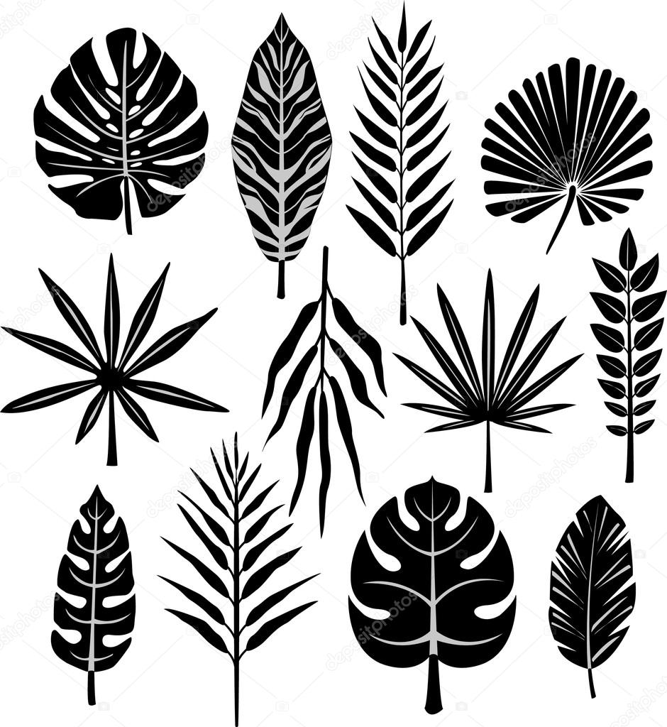 940x1024 Tropical Leaf Stock Vector Wikki33