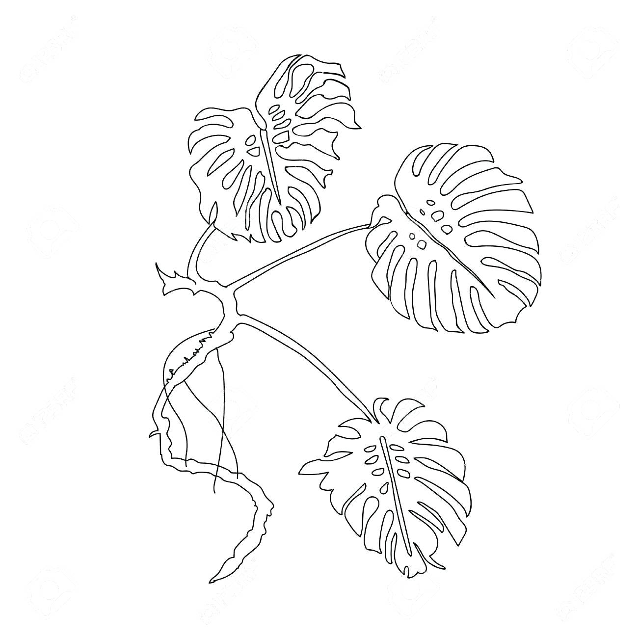 1300x1300 Palm Leaf Outline 48 Captivating Images Graphic Leaf Shape Outline