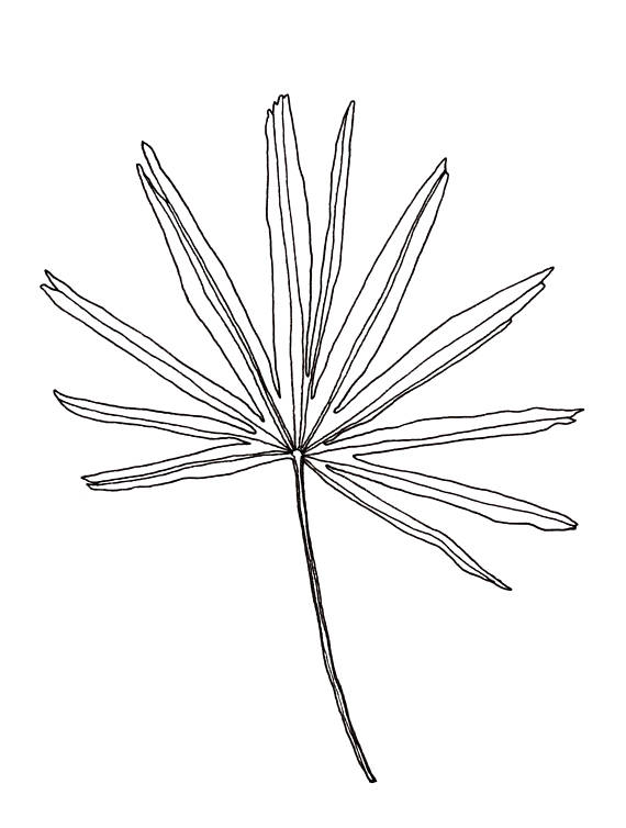 570x754 Palm Leaves Clip Art Leaves Clipart Foliage Clip Art Summer