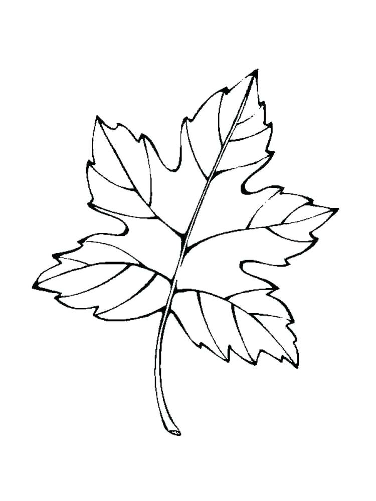 750x1000 Autumn Coloring Pages For Kindergarten Palm Leaves Branch Page