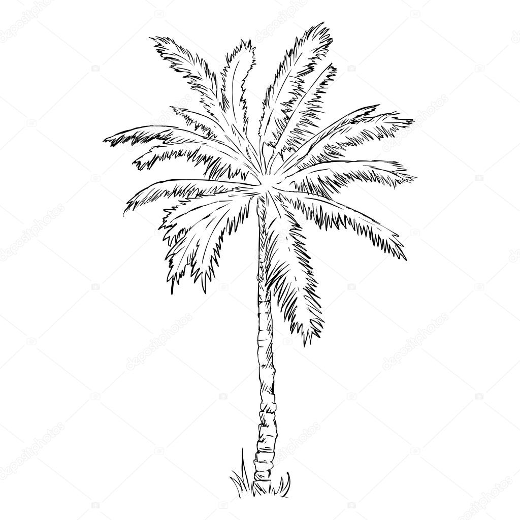 1024x1024 Sketch Palm Tree Stock Vector Nikiteev