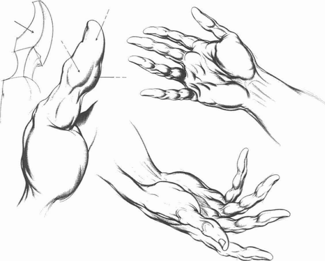 1129x908 Anatomical Landmarks And Surface Stress