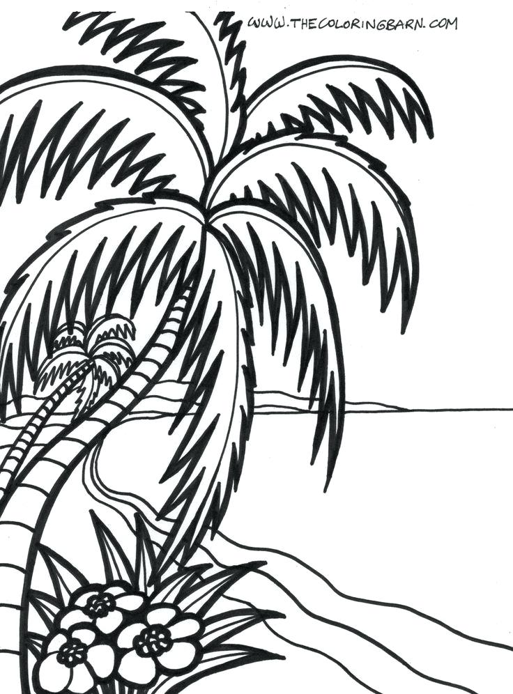 736x996 Palm Tree Coloring Pages Zoom Palm Tree Coloring Page Genesisar.co