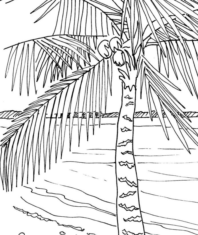 693x820 Palm Tree Coloring Page