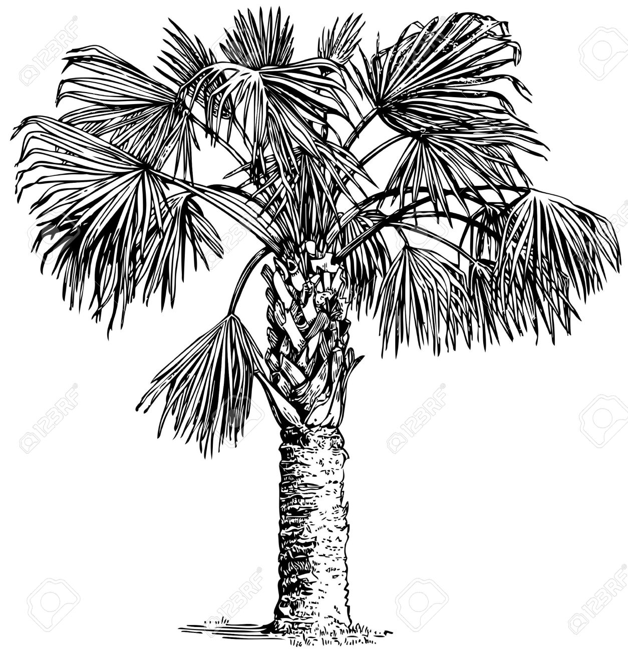 Of Sabal Palm Tree Coloring Pages Texana Cold Hardy Sketch Coloring ...