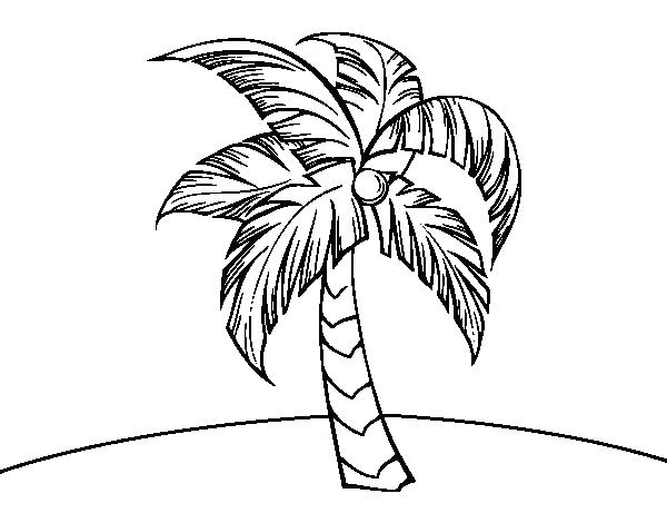 600x470 Palm Tree Coloring Pages 44 Together With Palm Tree Coloring