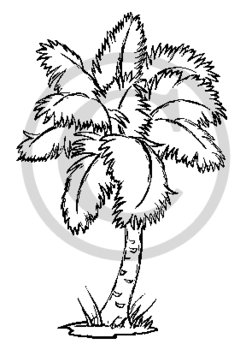 246x350 B Amp W Palm Tree Clipart