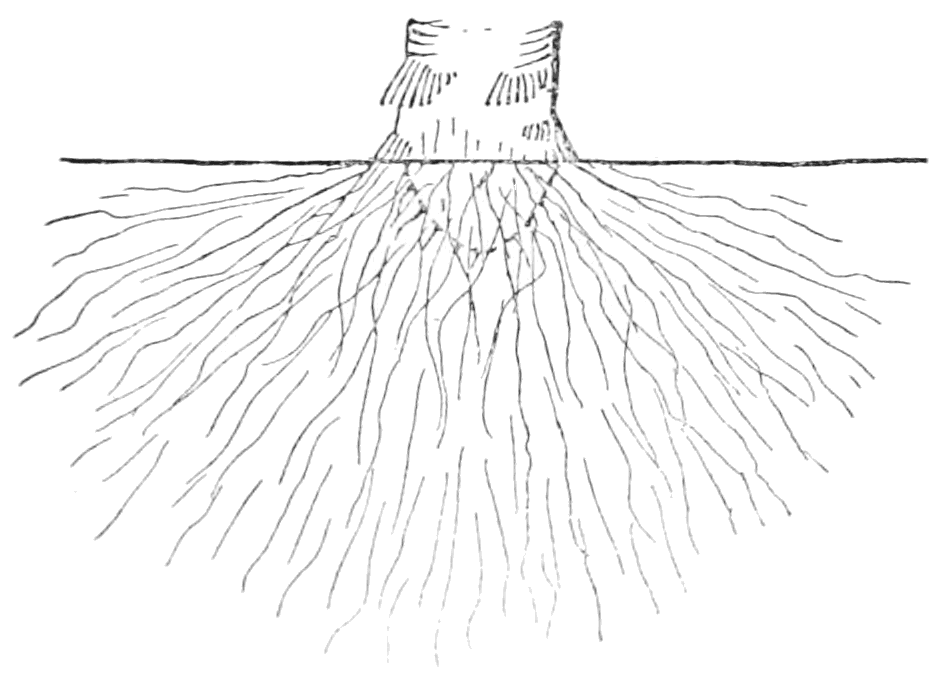 944x679 Popular Science Monthlyvolume 60march 1902the Palm Trees