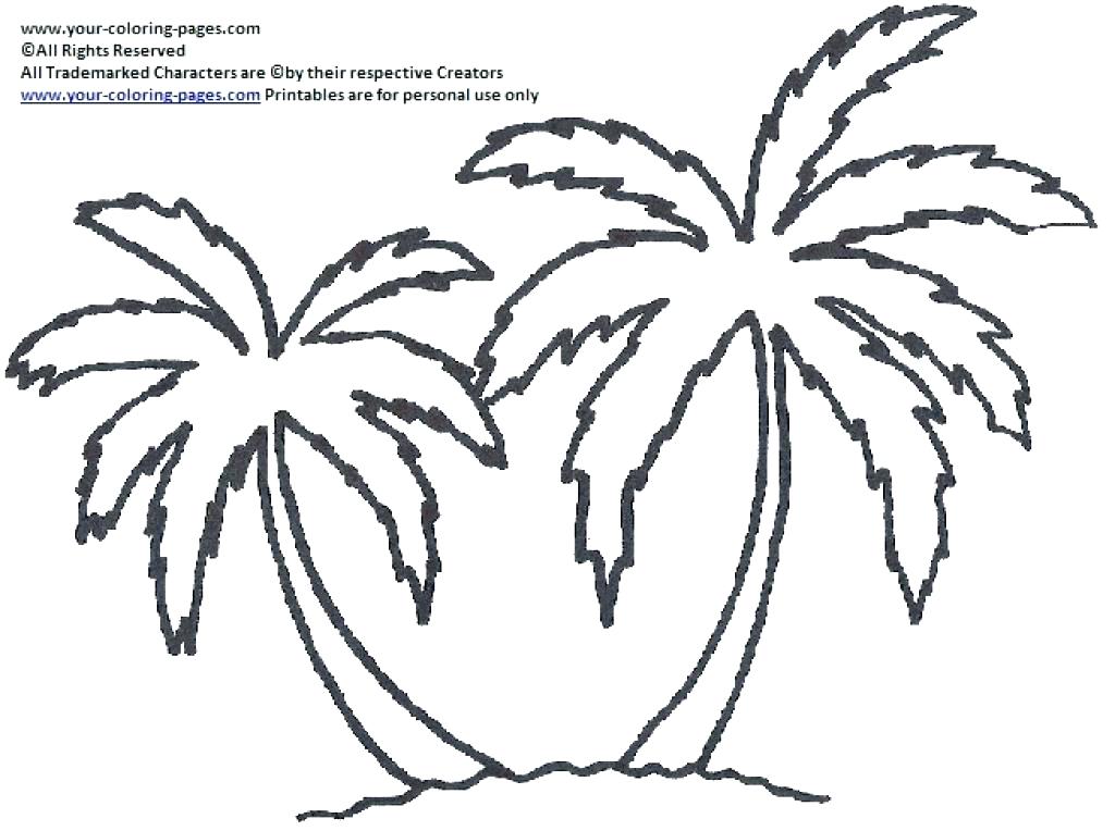 1024x764 Classy Palm Tree Coloring Page Crayola Photo Trees Pages Summer