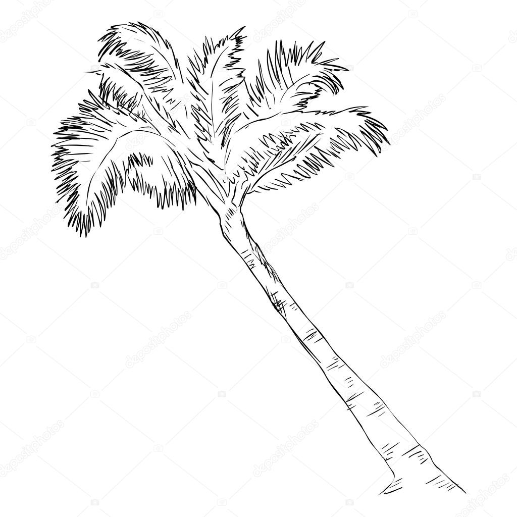 1024x1024 Sketch Palm Tree Stock Vector Nikiteev