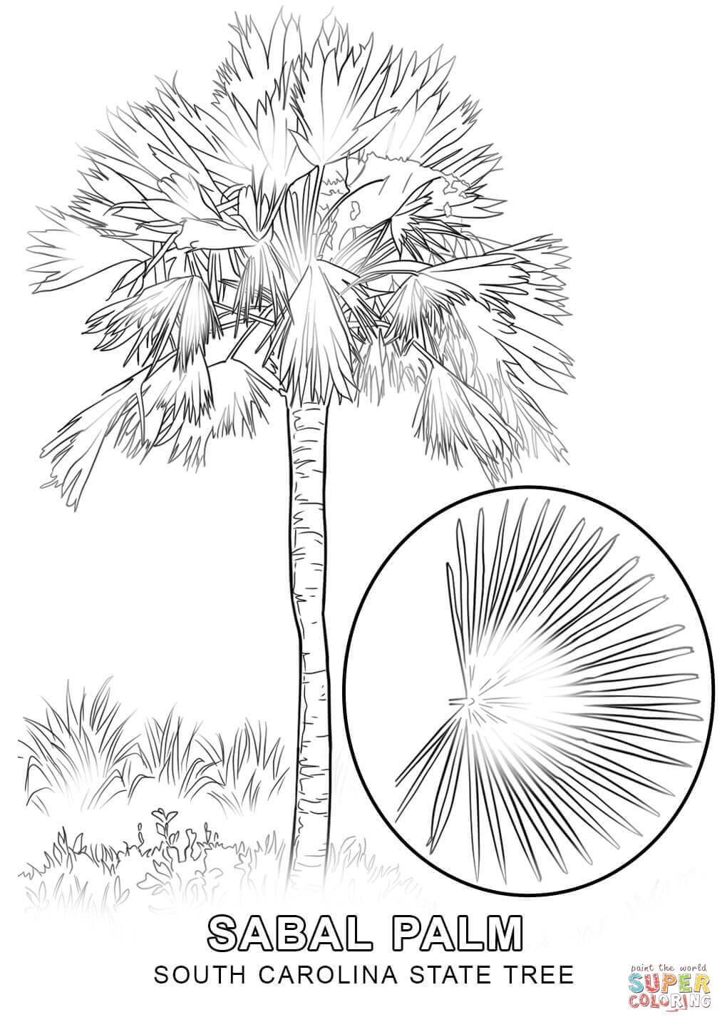 1020x1440 South Carolina State Tree Coloring Page Free Printable Coloring