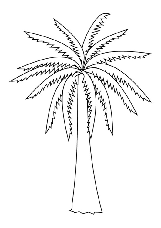 531x750 Coloring Page Palm Tree