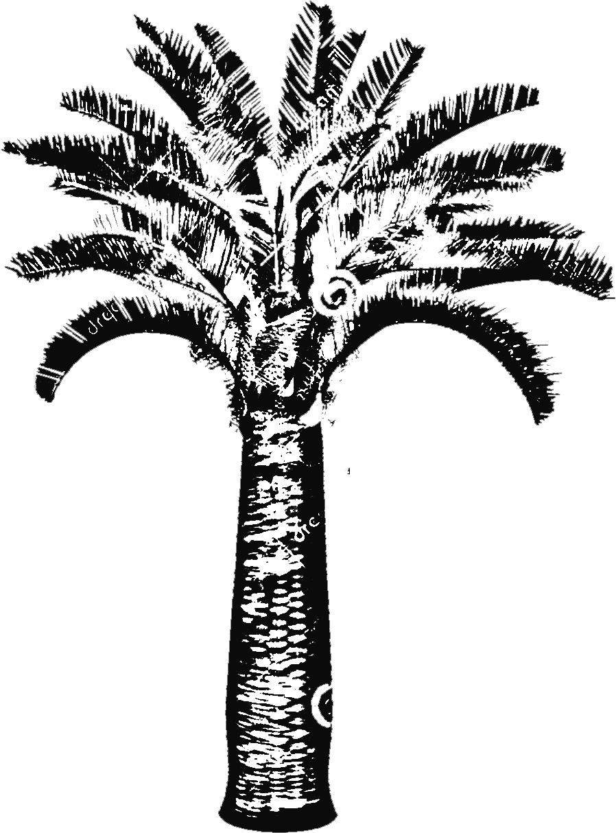 898x1214 Butia Capitata Jelly Palm Big Plant Nursery