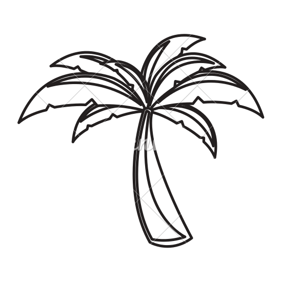 550x550 Palm Tree