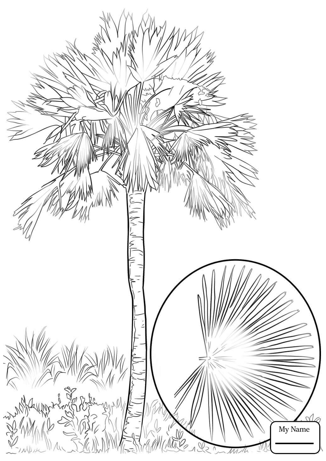 1040x1469 Coloring Pages For Kids Cabbage Palm Tree Trees Leaves