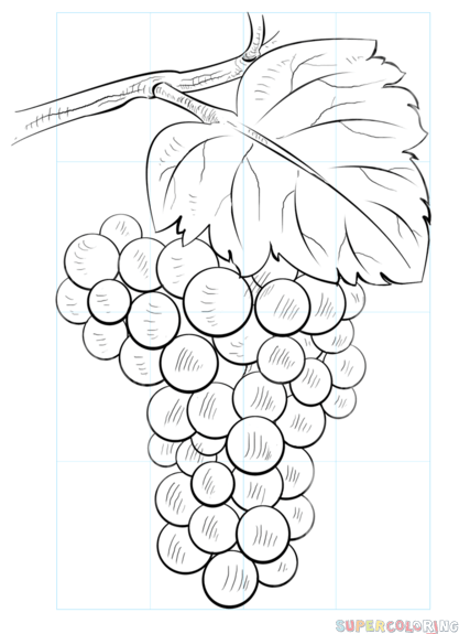 417x575 How To Draw Grapes Step By Step Drawing Tutorials