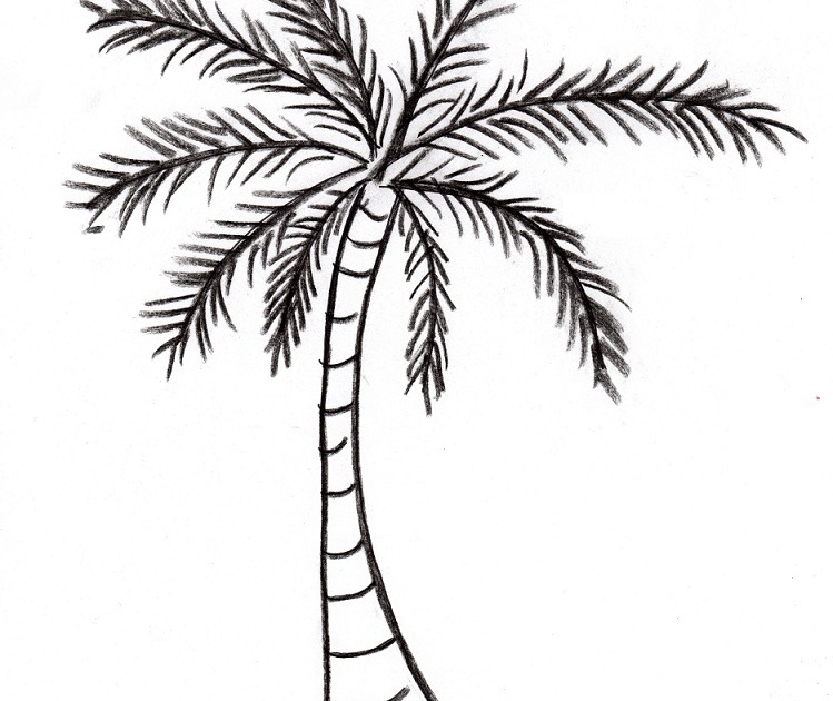 749x630 Palm Tree Drawing