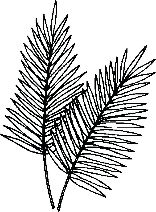 662x900 Palm Leaf Coloring Page Palm Leaves Coloring Page Palm Tree Leaves