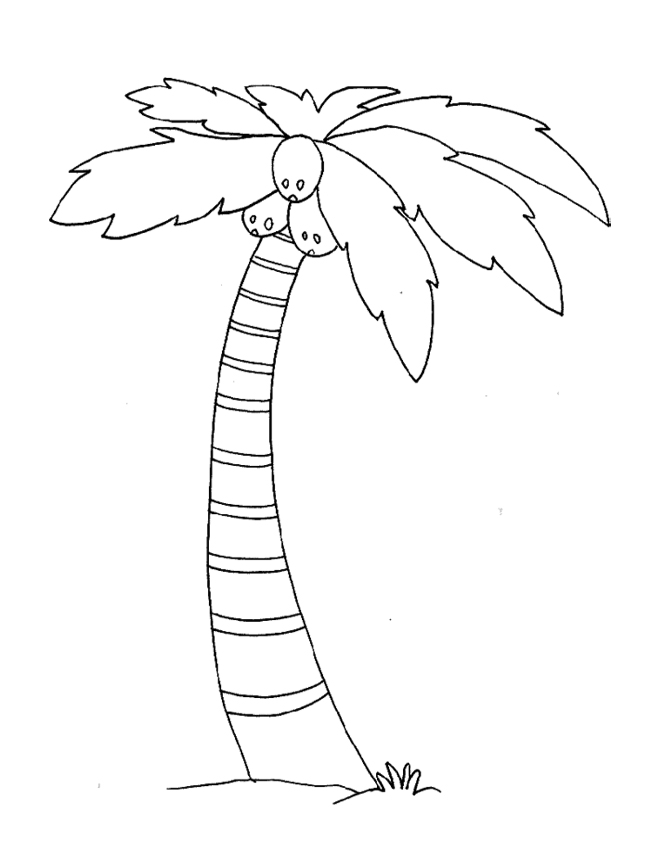 650x866 Perfect Palm Tree Coloring Page 40 For Your Picture To Coloring