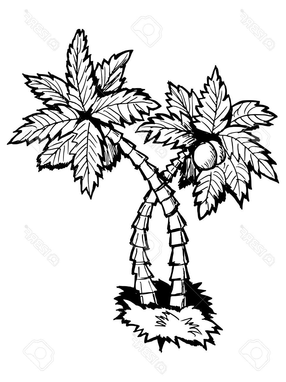 974x1300 Best Hand Drawn Vector Cartoon Illustration Of Palm Tree Stock