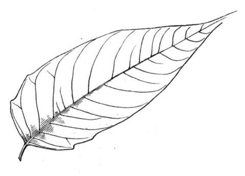 480x346 Tree Of Heaven Leaf Coloring Page Free Printable Coloring Pages