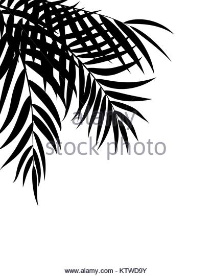 415x540 Coconut Palm Tree Leaf Black And White Stock Photos Amp Images