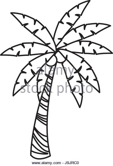 368x540 Coconut Tree Beach Black And White Stock Photos Amp Images